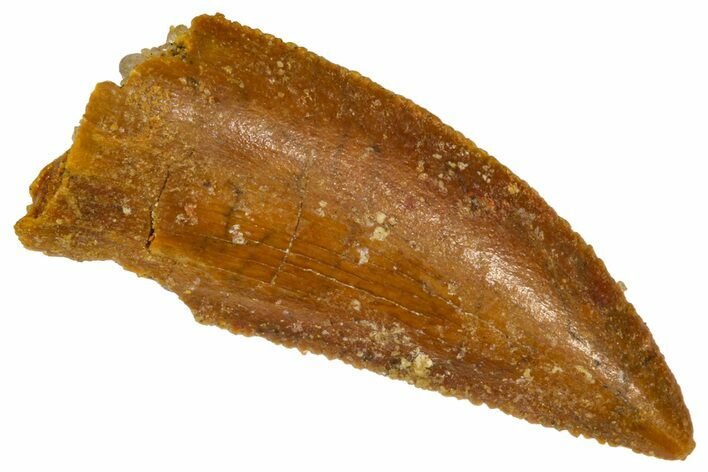 Serrated Raptor Tooth - Real Dinosaur Tooth #361020